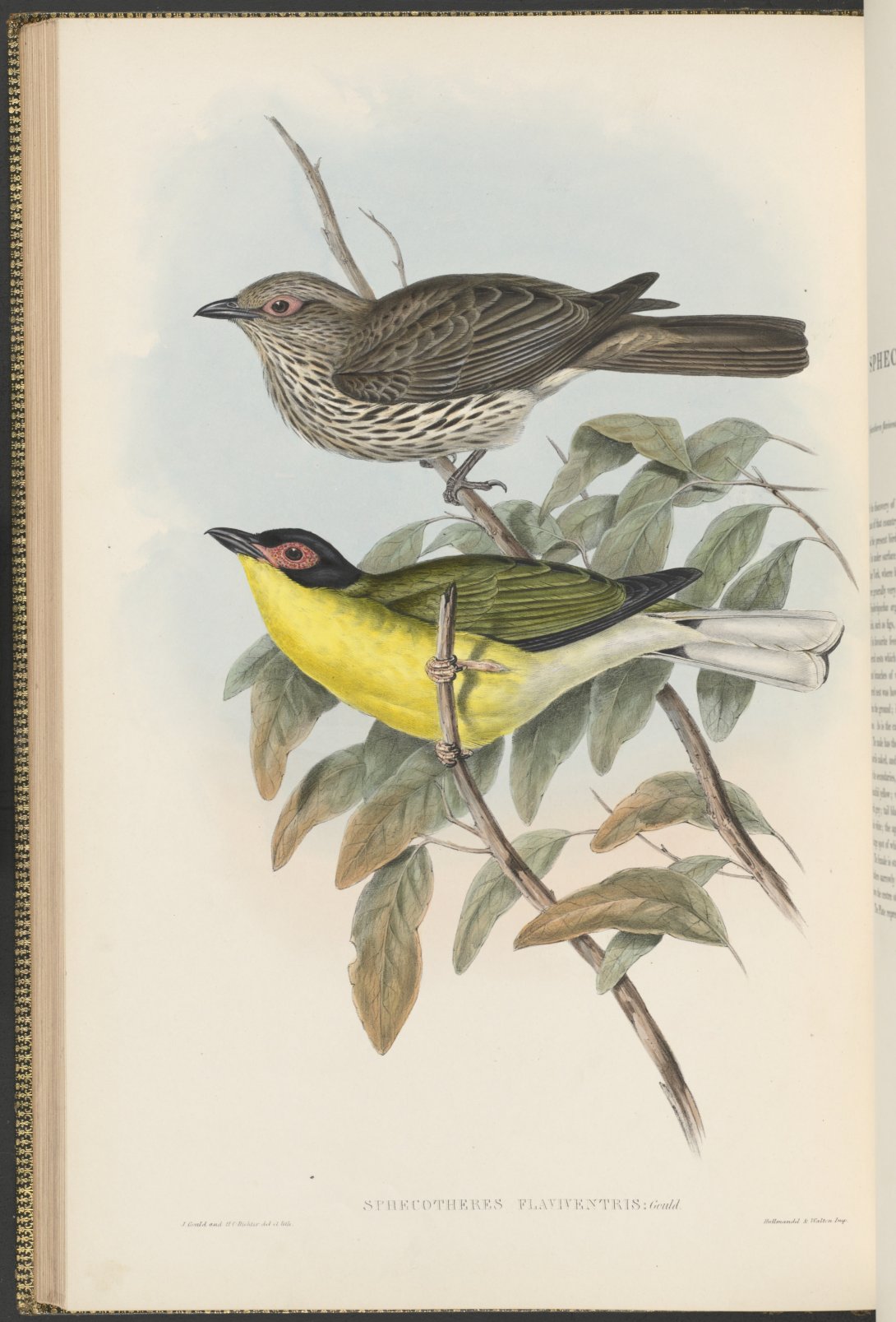 Printed Plate - The Birds of Australia Gould - Cape York Figbird