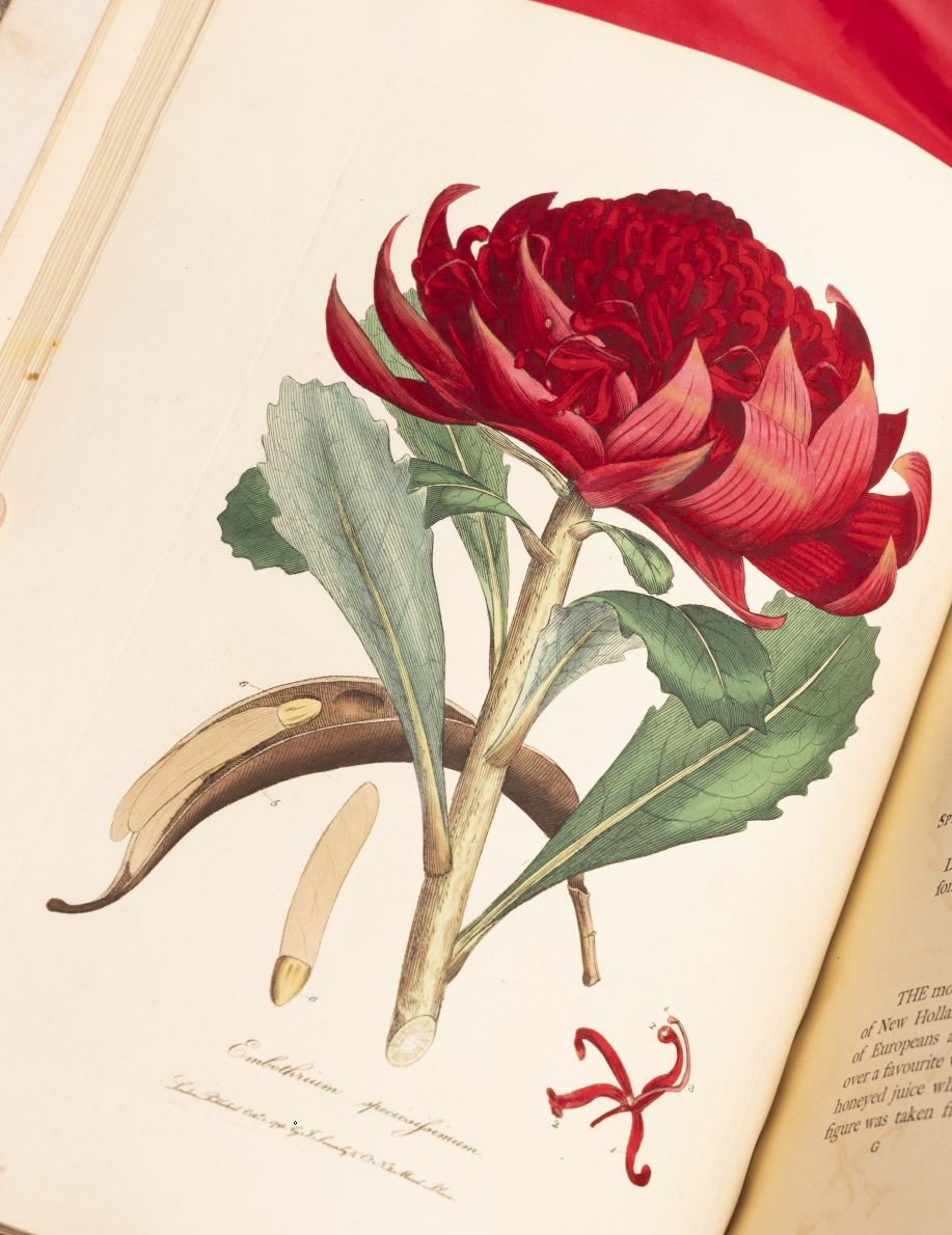 James Sowerby, Embothrium speciosissimum Great Embothrium, or Waratah in James Edward Smith, A Specimen of the Botany of New Holland, 1793