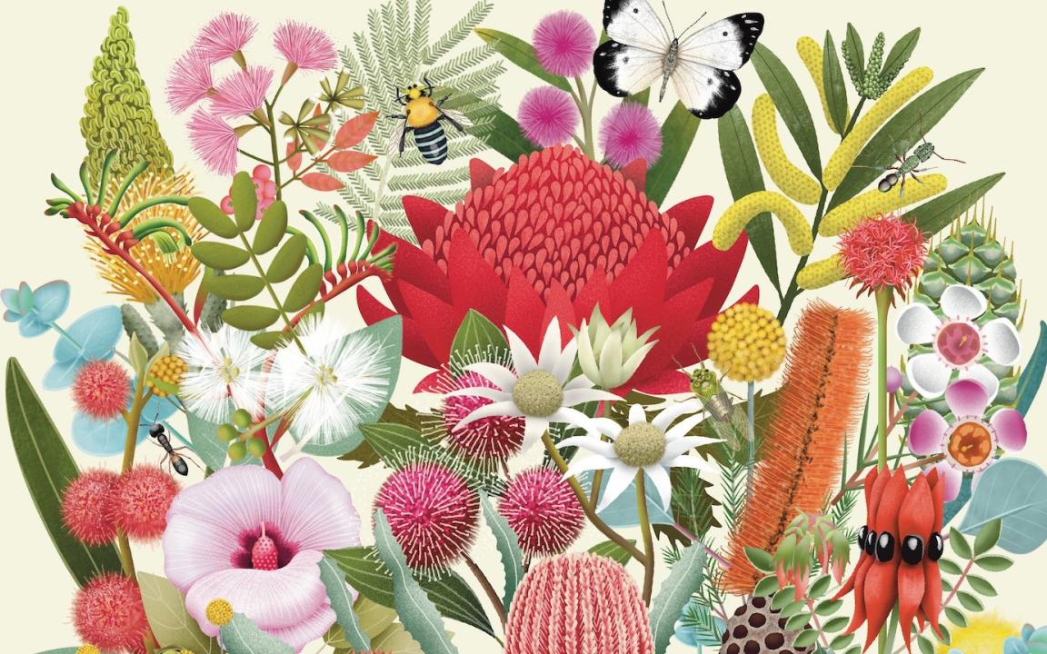 Illustrated flowers and insects details from the front cover of the book 'Flora: Australia's Most Curious Plants'.