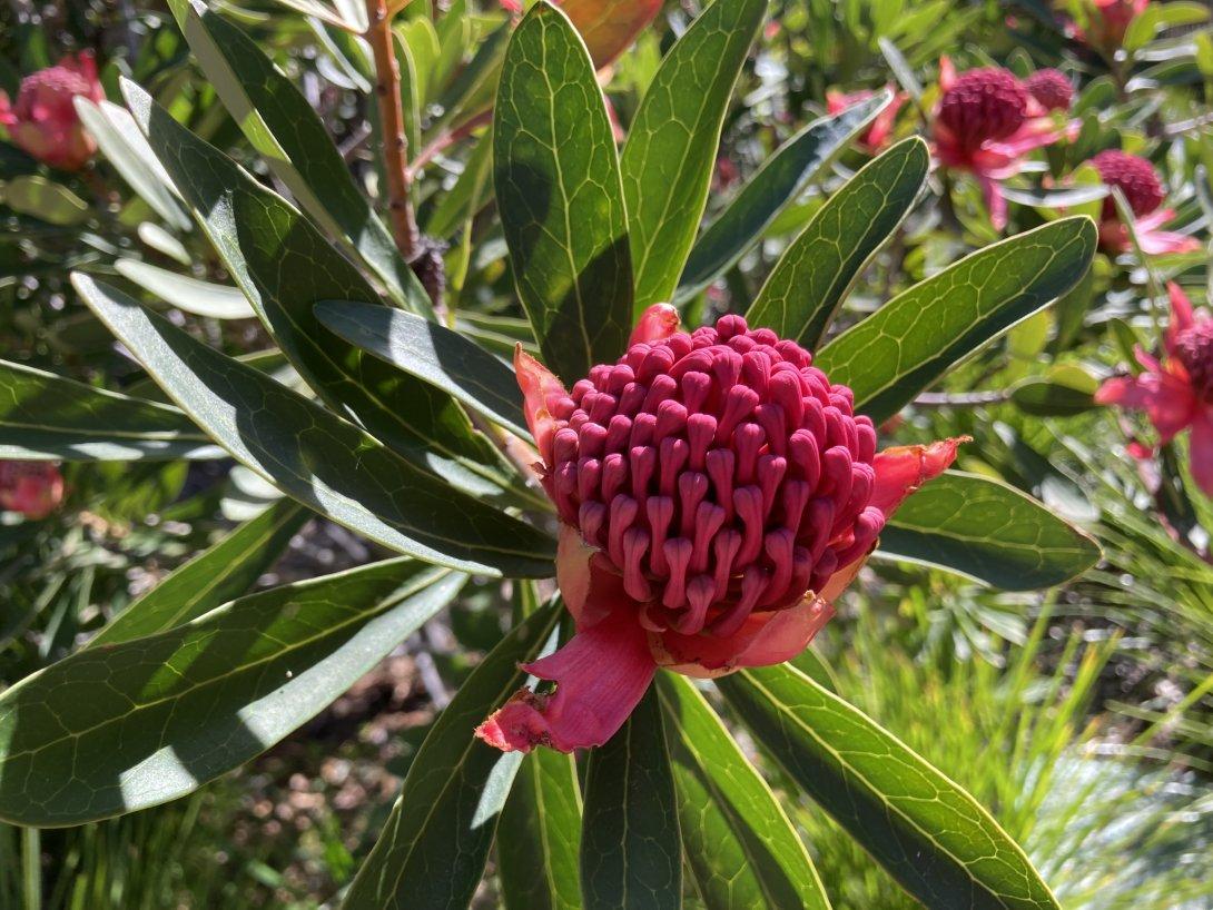 A waratah in bloom at the Australian National Botanic Gardens, Canberra, 1 October 2023