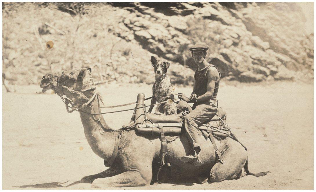 Roy Fry, Francis Birtles and Dinkum the cattle dog riding a camel, Heavitree Gap, Alice Springs, Northern Territory, February