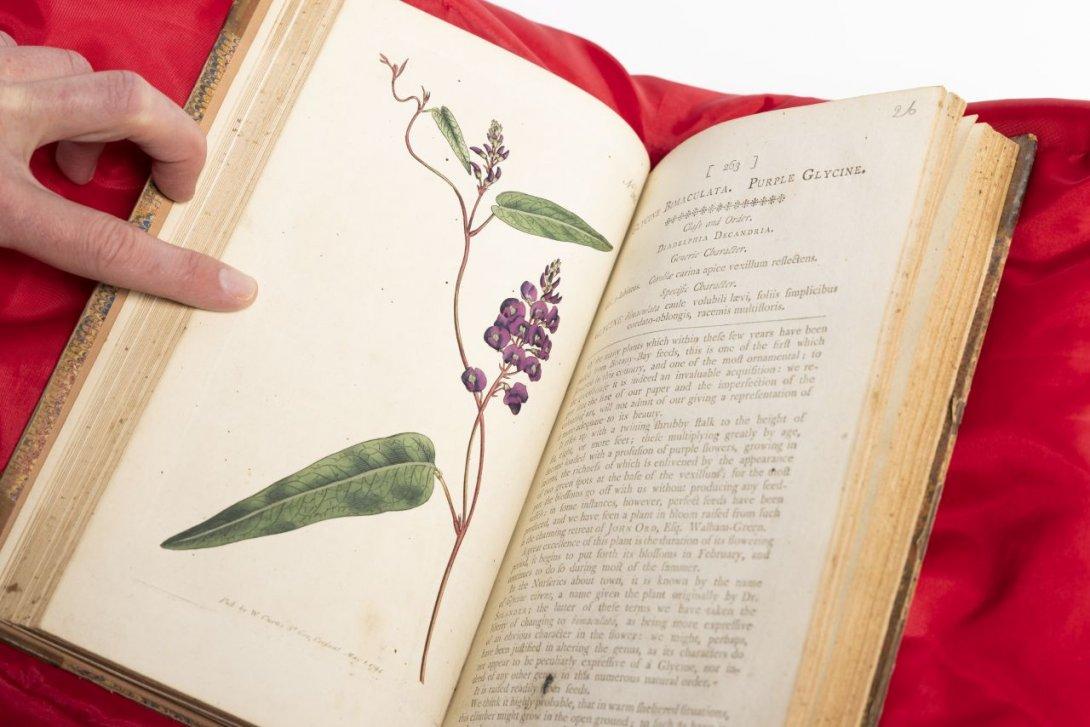 Uncredited artist, Glycine Bimaculata. Purple Glycine Hardenbergia violacea, No. 263, May 1 1794