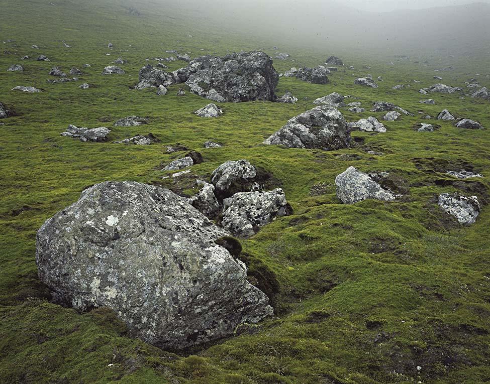 Many grey boulders scattered on a mossy-looking ground cover.