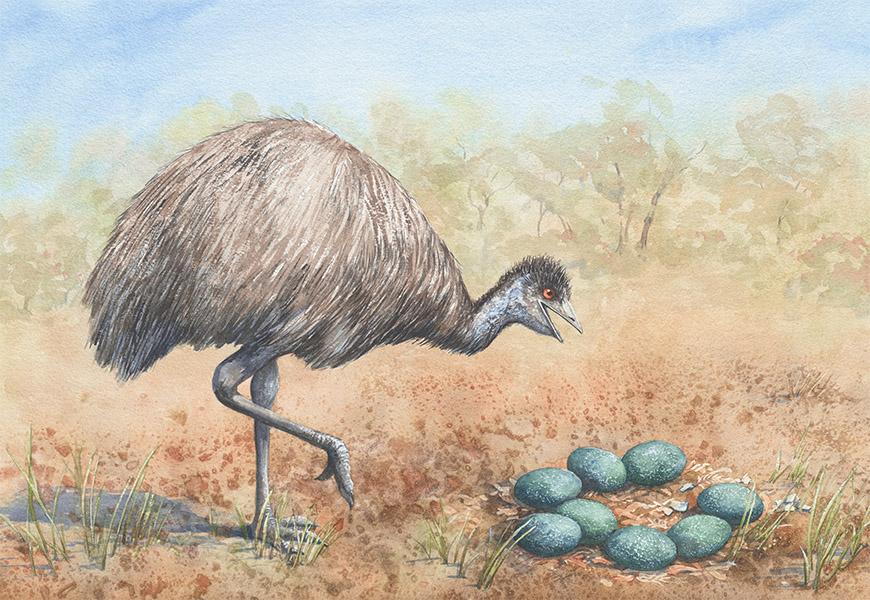 A watercolour illustration of an emu standing on one leg next to a nest of teal eggs