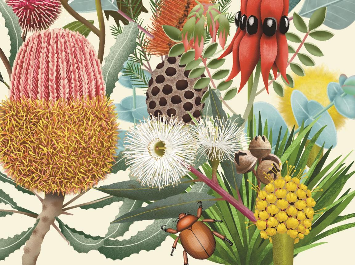 Illustrated flowers and beetle details from the front cover of the book 'Flora: Australia's Most Curious Plants'.