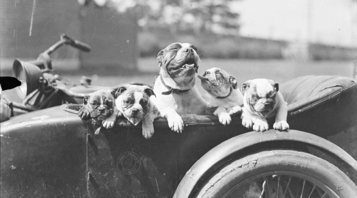 A black and white image of 5 dogs in an old fashioned open top car.