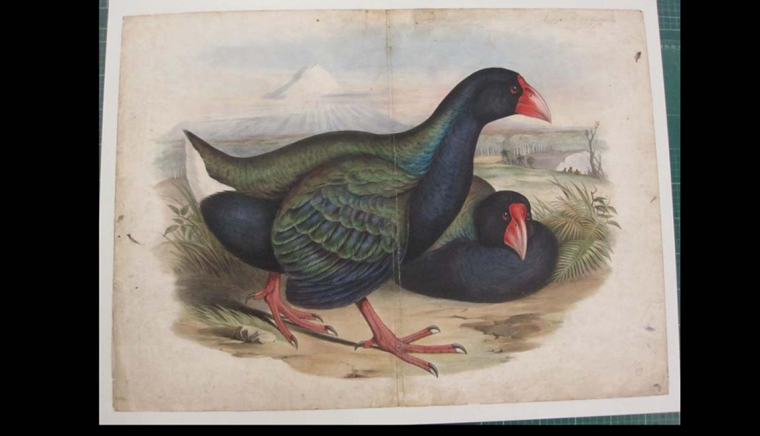 A full two page spread of two birds, one standing and one sitting behind the first, on old paper. The crease between the two sides is barely visible.